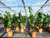 Strelitzia Strelitzie weiß Augusta 160 - 180 cm, Produktbild-Vorschau 7