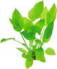Wasserpflanze Echinodorus argentinensis Produktbild-Vorschau 2