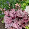 Bloomique - 3er-Set - Heuchera Micrantha Palace Purple - Produktbild-Vorschau 1
