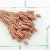 Getrocknete Hasenschwanzgras - (Lagurus) - Altrosa Produktbild-Vorschau 5