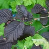 2 x Nocciolo - Corylus maxima 'Purpurea' | 60-80 cm in Anteprima dell’immagine prodotto 2