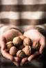 Natural Food Walnusse mit Schale, Vegan, Frisch und Lecker, Produktbild-Vorschau 8