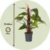 Roślina domowa - Philodendron 'Red Emerald' - 70-80 cm - Podgląd zdjęcia produktu 2