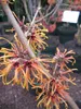 Hamamelis intermedia Feuerzauber - Zaubernuss Feurezauber - Produktbild-Vorschau 2
