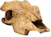 Exo Terra Versteck Buffalo Skull Produktbild-Vorschau 4