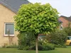 Trompetenbaum 'NANA' auf Stamm 80 cm, Cont. 5 l Produktbild-Vorschau 8