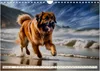 Leonberger - der zahme Löwe (Wandkalender 2026 DIN A4 Produktbild-Vorschau 5