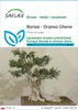 SAFLAX - Bonsai - Drzewo Oliwne - 20 Nasiona - Olea europea Podgląd zdjęcia produktu 1