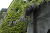 Wisteria floribunda, glicynia japońska, 60-100 cm Podgląd zdjęcia produktu 6