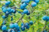 Nature Vogelschutznetz Nano 5 x 4 m Blau Produktbild-Vorschau 5