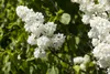 Syringa vulgaris 'Mme Lemoine', Flieder, weiß, 40–60 cm Produktbild-Vorschau 4