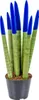 Bloomique - Sansevieria Velvet Touch - Langue de belle-mère Voir les images du produit 2