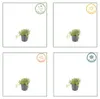 thymus serpyllum - Sand-Thymian - Bodendecker - Violette Produktbild-Vorschau 4
