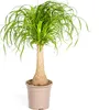 Sloní noha (Beaucarnea Recurvata) - pokojová rostlina, Náhled obrázku produktu 1