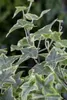 Hedera helix 'Little Diamond', Efeu, grün-weiß, ca. 9x9 cm Produktbild-Vorschau 1