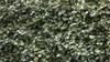10x Efeu Hedera Hibernica 100-140 cm – Immergrüne Produktbild-Vorschau 1