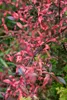 Euonymus europaeus, Pfaffenhütchen, 60–100 cm Produktbild-Vorschau 8