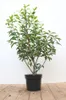 Prunus lusitanica 'Angustifolia', Portugiesischer Lorbeer, Produktbild-Vorschau 1