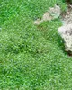 Azorella trifurcata, Polsterpflanze, ca. 9x9 cm Topf, Produktbild-Vorschau 1