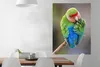MuchoWow® Poster Zwergpapagei waschen 90x120 cm - Produktbild-Vorschau 3