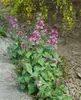 Hesperis matronalis, Nachtviole, violett, ca. 9x9 cm Topf Produktbild-Vorschau 5