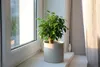 Bloomique - Ficus Benjamina Natasja - Birkenfeige - Produktbild-Vorschau 2