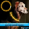 DogLight LED obojek pro psy USB svítící obojek univerzální Náhled obrázku produktu 2