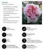 Dehner Edelrose Schöne Maid®, Züchter Tantau, rosa Blüten, Produktbild-Vorschau 2
