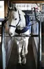Kentucky Walker 160g Teppich Blau 140 cm Blau 140 cm Produktbild-Vorschau 10