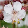 Bloomique - Lot de 3 - Géranium macrorrhizum ‘Spessart’ - Voir les images du produit 3