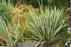Palmlilie ´BRIGHT EDGE´ 30-40 cm, Cont. 2,5 l Produktbild-Vorschau 4