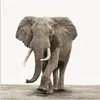 MuchoWow® Poster Elefant - Kinder - Tiere - Mädchen 100x100 Produktbild-Vorschau 1