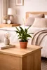 Spathiphyllum 'Chopin' 30 cm – Einblatt Friedenslilie, Produktbild-Vorschau 5