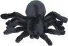 Cornelissen - Doudou - Araignée Tarantula Voir les images du produit 3