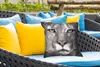 MuchoWow® Outdoor Kissen - Panther - Wildlife - Schwarz - Produktbild-Vorschau 4