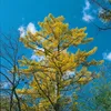 Larix kaempferi, Japanische Lärche, 80–100 cm Produktbild-Vorschau 10