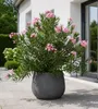 Oleander Semplice Rosa 120–140 cm – Rosa blühender Produktbild-Vorschau 1