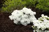Rhododendron PG 1 Cunninghams White 40-50 cm, im Topf, Produktbild-Vorschau 4