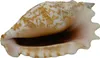 Echte Muschel Strombus sinuatus ca. 9 cm - Meeresschnecke Produktbild-Vorschau 1