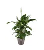 elho brussels Diamond Rund 22cm Übertopf - oyster pearl Produktbild-Vorschau 6