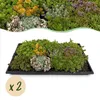 GreenboutiQ - Bodendecker - Winterhart - Sedummatte - Produktbild-Vorschau 2