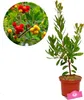 A potted strawberry tree with a circular inset showing its fruit. Náhled obrázku produktu