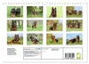 Altdeutsche Schäferhunde - Traumhafte Schäferhunde Produktbild-Vorschau 2