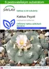 SAFLAX - Kaktus Peyotl - Lophophora williamsii - 20 Semená Náhľad obrázku produktu 1