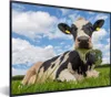 MuchoWow® MuchoWow® Gerahmtes Poster Kuh - Gras - Himmel Produktbild-Vorschau 1