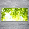 Acrylglasbilder 120x60 Wandbild Druck Blätter Natur Produktbild-Vorschau 2