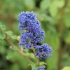 2 x  květina Ceanothus 'Burkwoodii'  | 30-40 cm v Náhled obrázku produktu 2