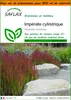 SAFLAX Garden in the bag - Impérate cylindrique - 50 Voir les images du produit 1