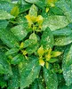 Japanische Aukube Variegata 40-60 cm, im Topf - Aucuba Produktbild-Vorschau 9