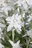 A close-up view of several white Edelweiss flowers with green stems and leaves. Produktbild-Vorschau